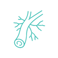 Vascular Surgery